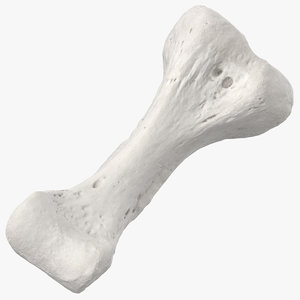 proximal phalanx bone index 3D