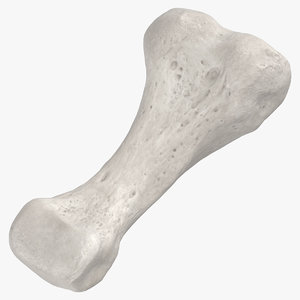 proximal phalanx bone middle 3D model