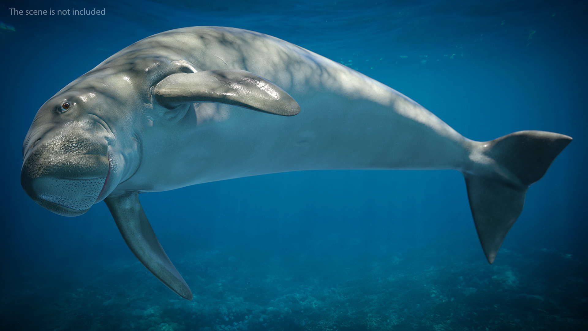 marine mammals collection 33d模型