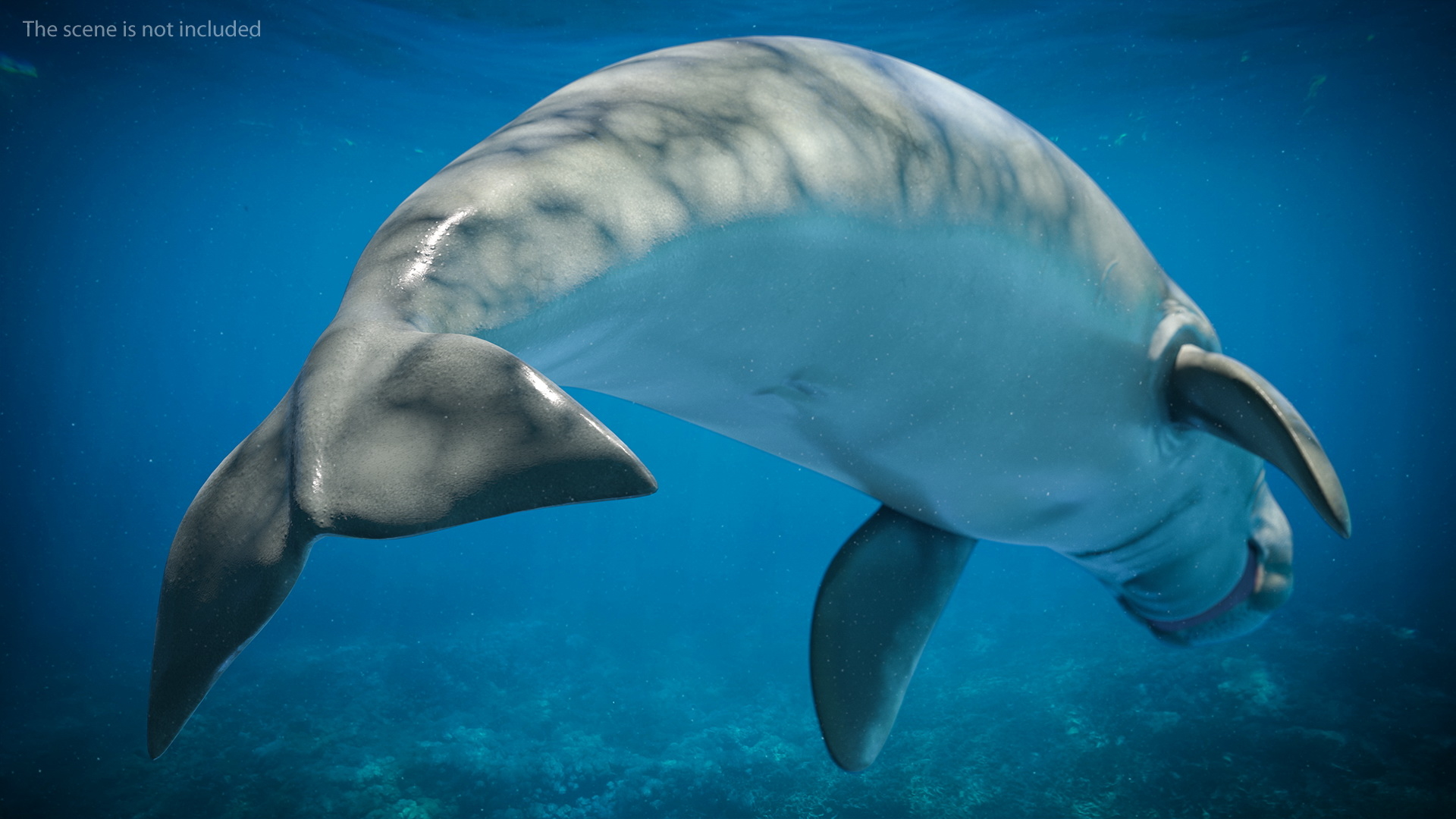 marine mammals collection 33d模型