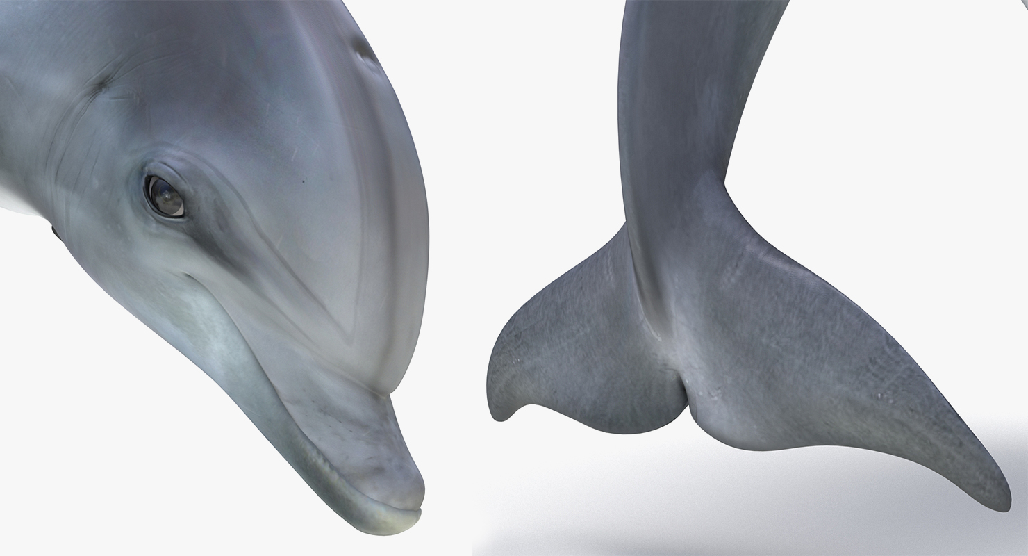 marine mammals collection 33d模型