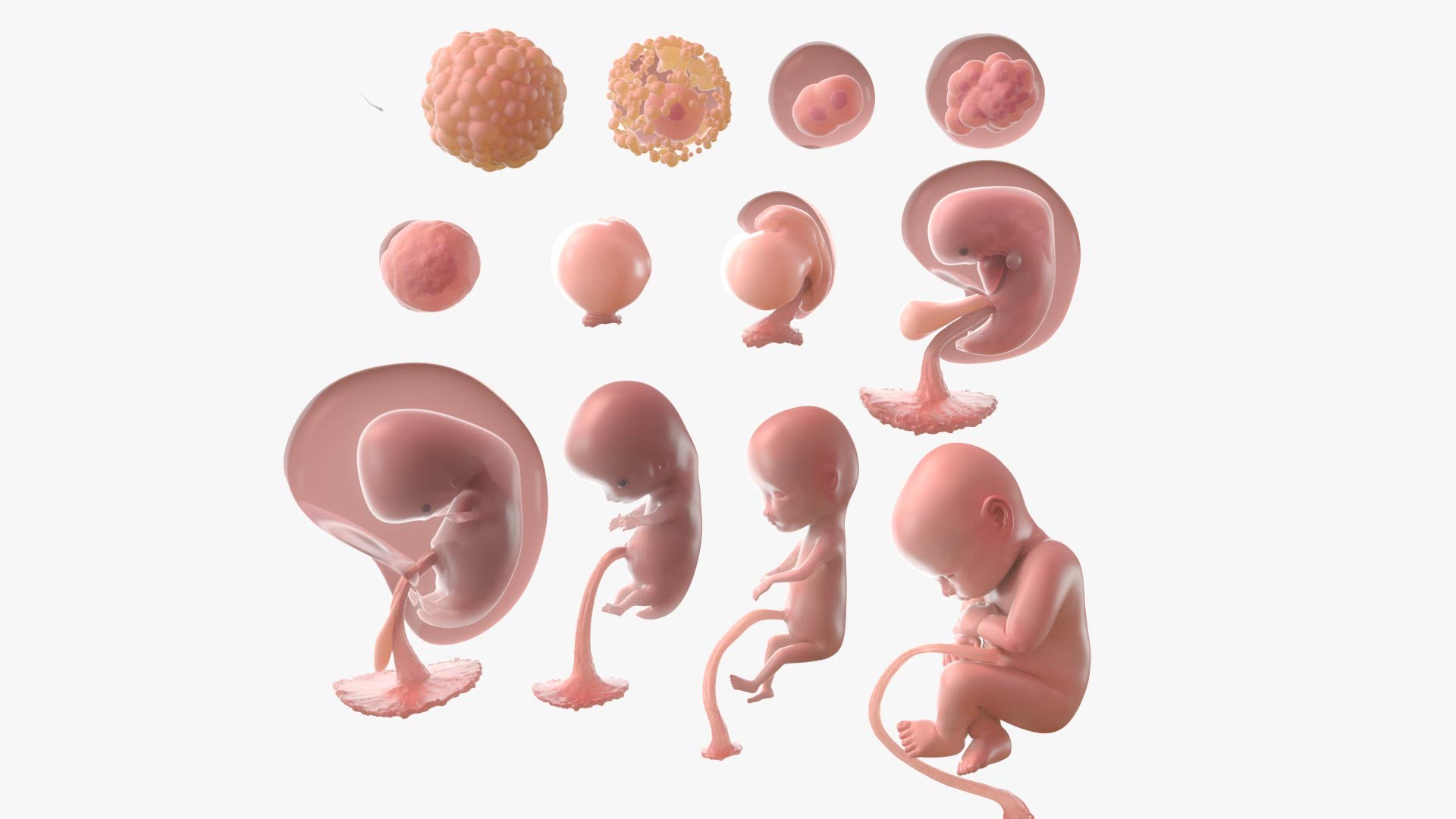 3D complete human egg fetus model TurboSquid 1564863