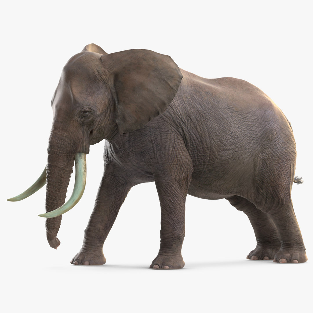 3D elephant agressive animal rigged - TurboSquid 1565199