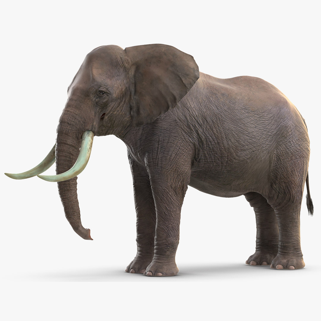 Elefante animado esperando por Maya Modelo 3D - TurboSquid 1565210