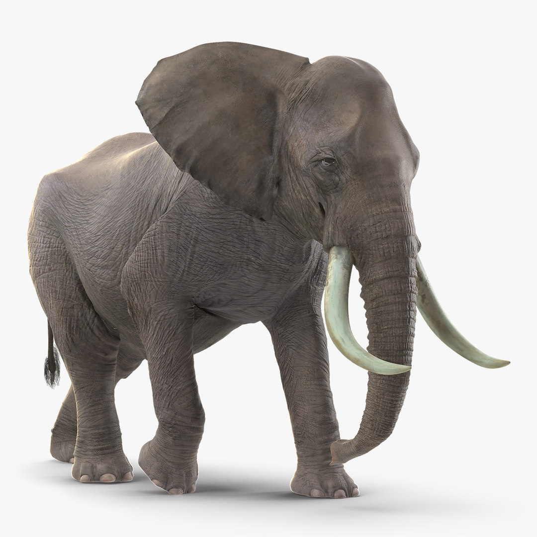 Elephants walking. Корм для слона. Слоновий мех. Лук для слонов. Elephant Walking animation.