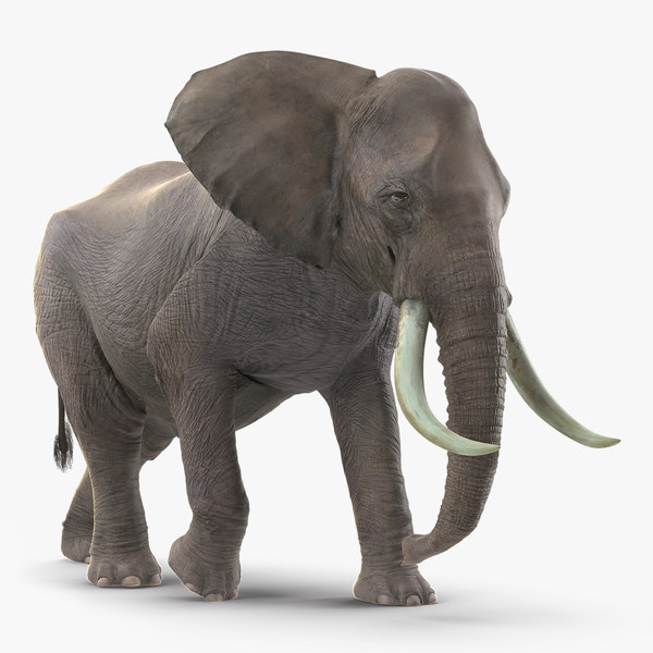 animated elephant