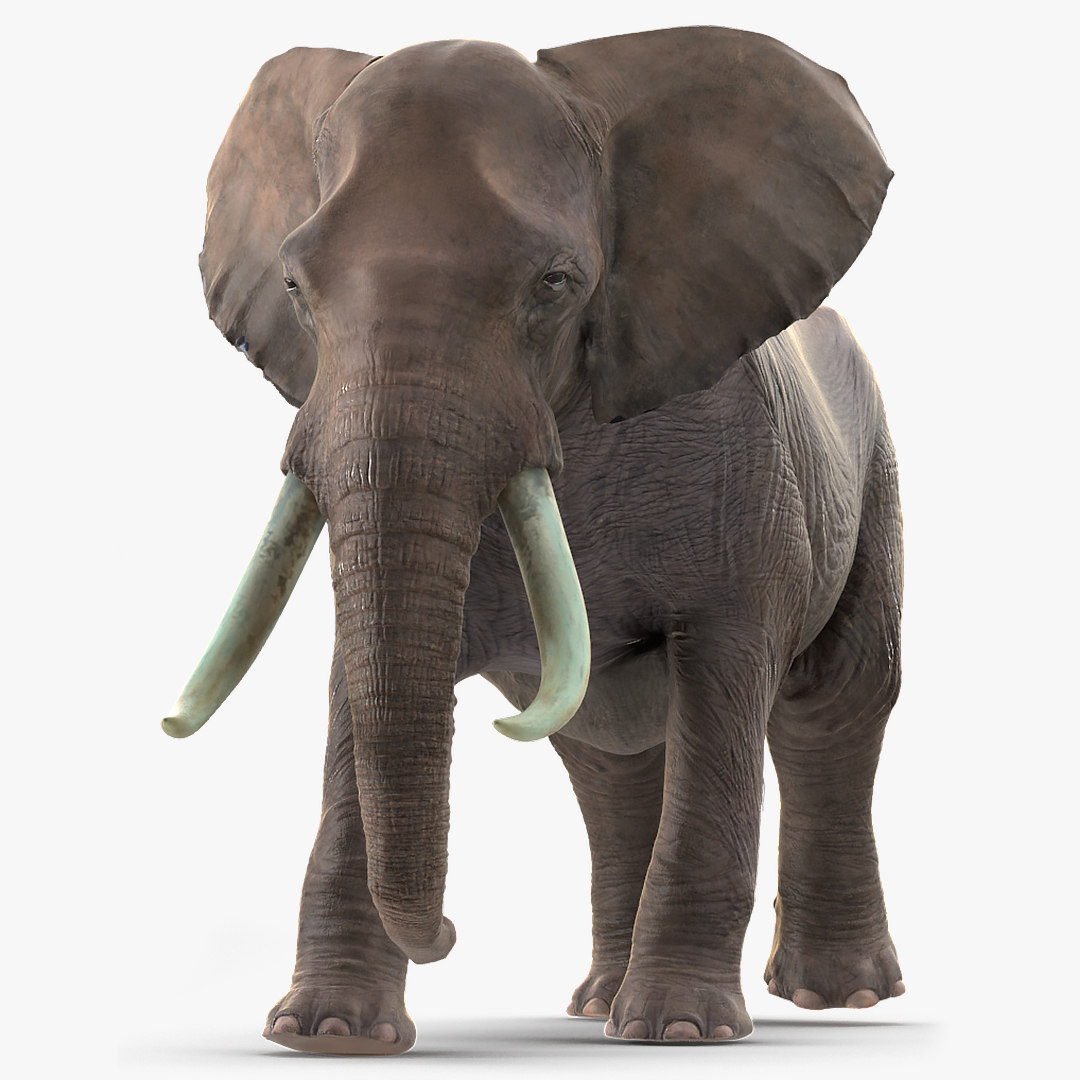 3D african elephant walking animal model - TurboSquid 1565212