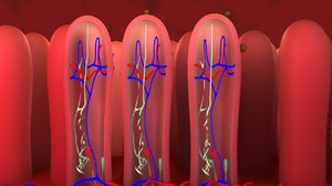 3D intestine medical animation model