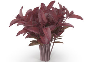 3D red amaranth