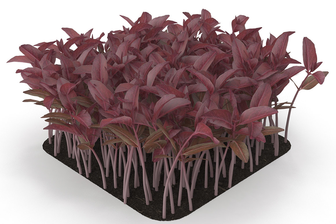 Red amaranth model - TurboSquid 1565464