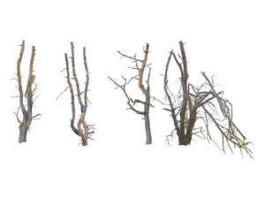 3D old forest pine pack