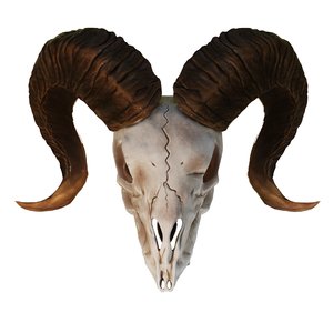 ram skull 3D