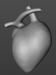 3D model anatomical heart