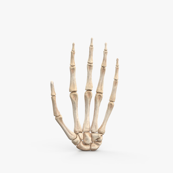 手骨架3d模型