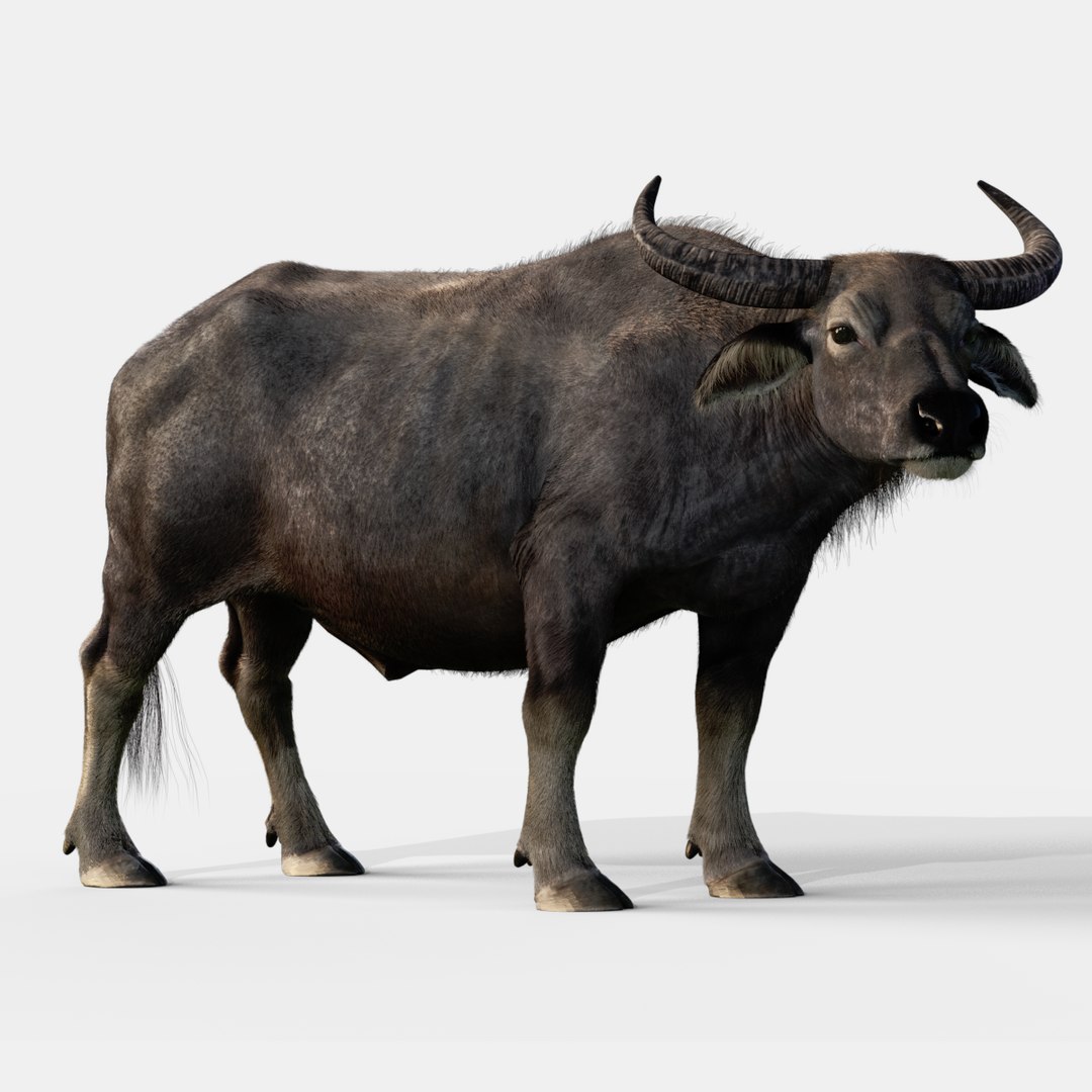 3D asian buffalo animation - TurboSquid 1566102