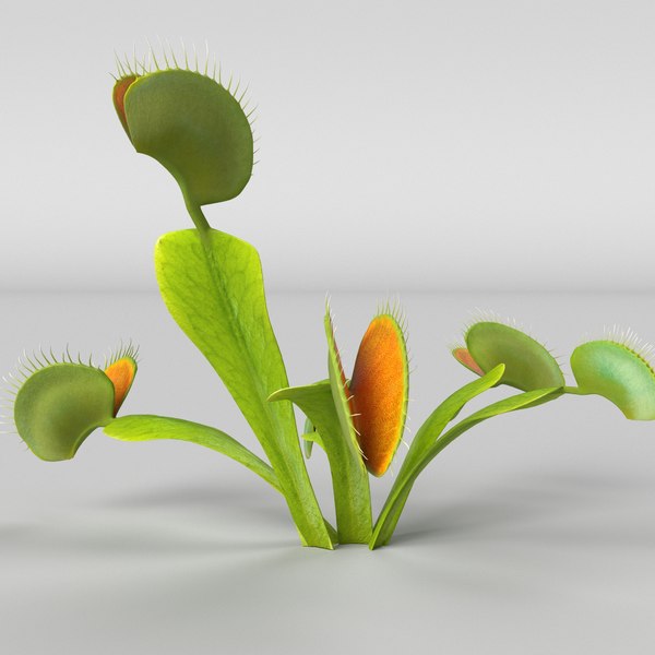 Venus fly trap 3D model - TurboSquid 1566469