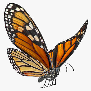 Download Animated Butterfly 3d Models For Download Turbosquid