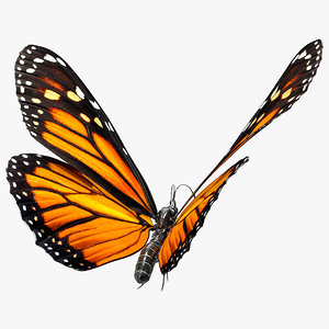 3D flying monarch butterfly rigged