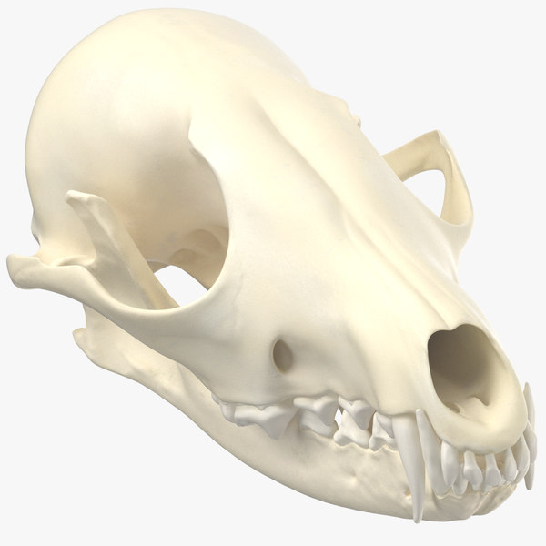 Red Fox Skull Jaw Model Turbosquid