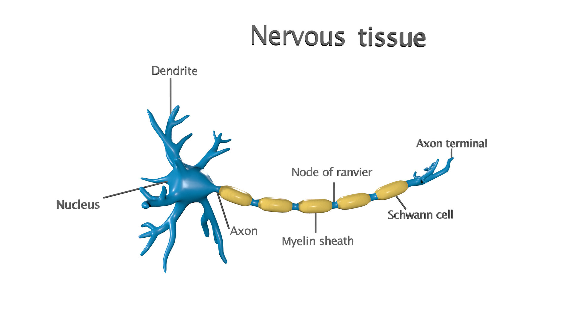 Nervous tissue 3D model TurboSquid 1547883