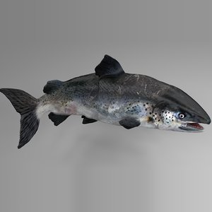 salmon rigged l742 animate model