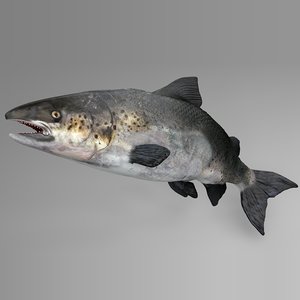 3D salmon rigged l743 animate
