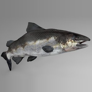 salmon rigged l744 animate 3D