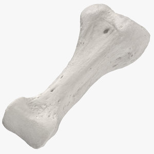 3D proximal phalanx bone fourth