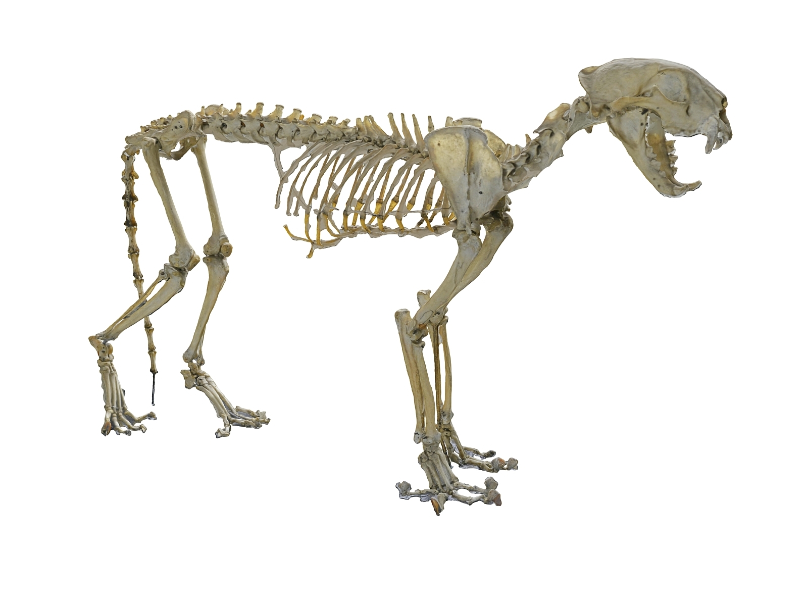 3D model leopard skeleton - TurboSquid 1567347