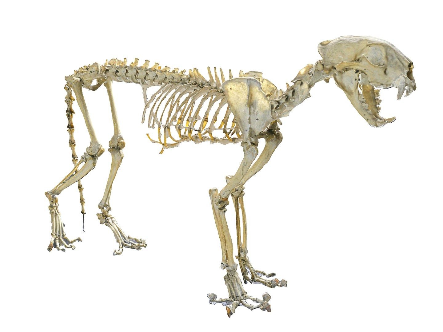 3D model leopard skeleton - TurboSquid 1567347