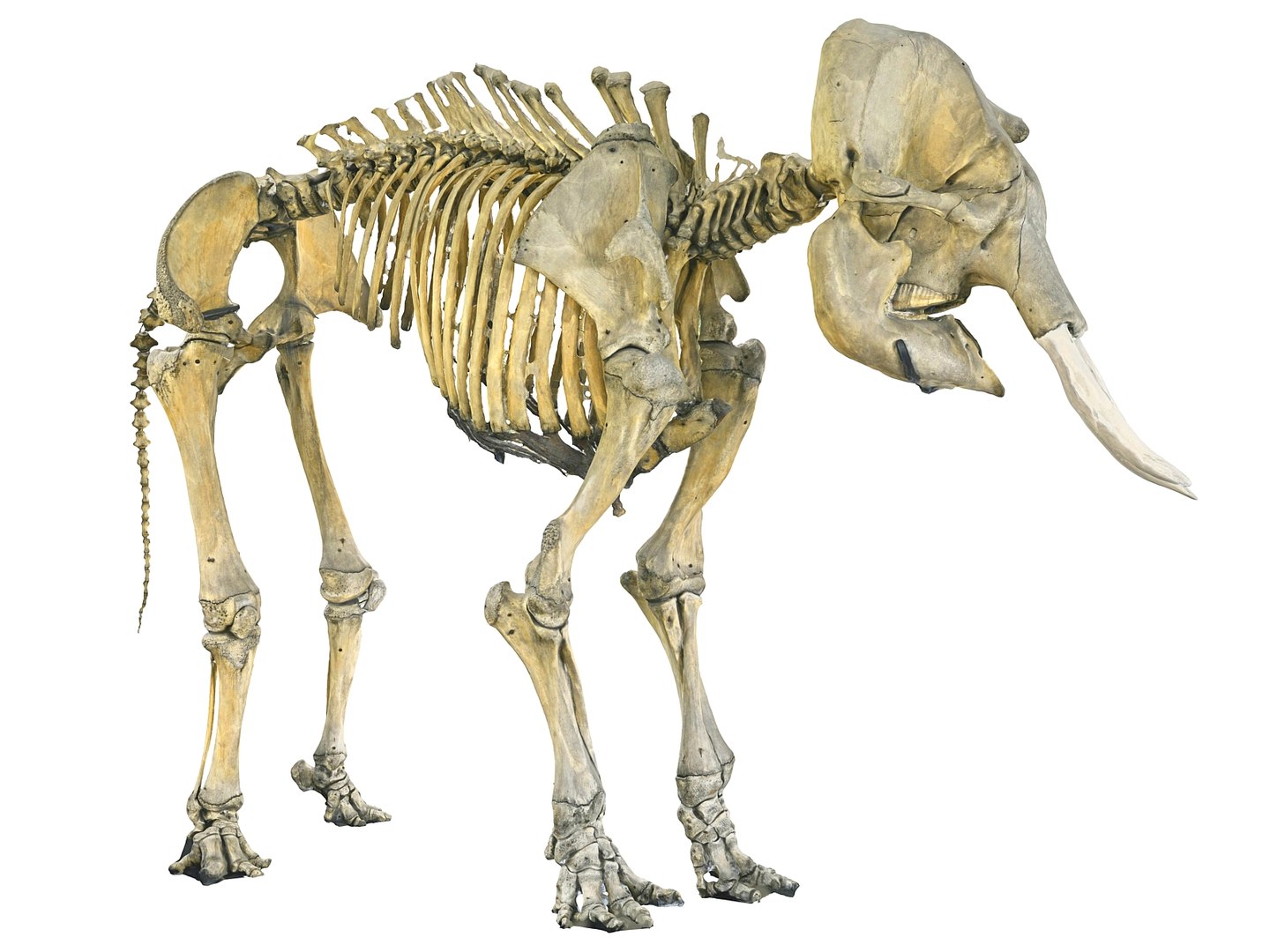 3D elephant skeleton hd model - TurboSquid 1567376