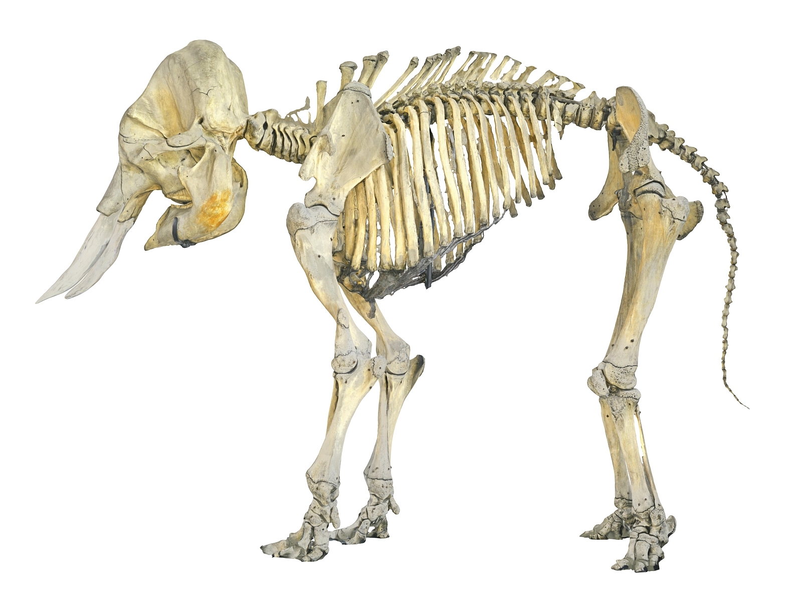 3D skeletons animals hd - TurboSquid 1573549