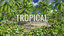 3D ultimate tropical trees
