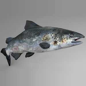 3D salmon rigged l747