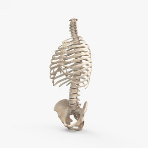 3D model human torso skeleton