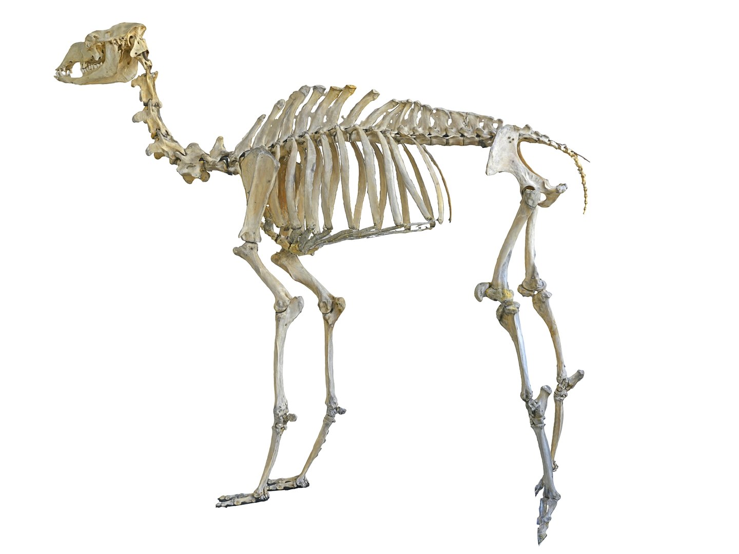 3D camel skeleton hd - TurboSquid 1567623