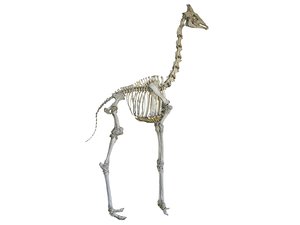 3D model giraffet skeleton hd