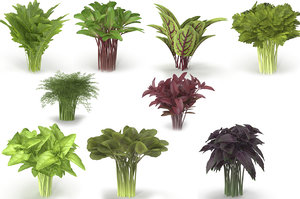 set bunches herbs 3D