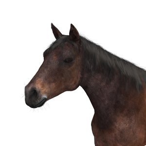 horse 3D