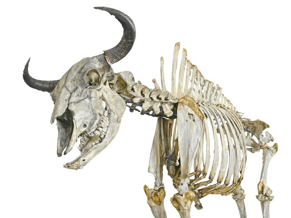 3D wisent skeleton hd