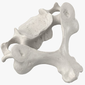 3D cervical vertebrae c3 c6 model