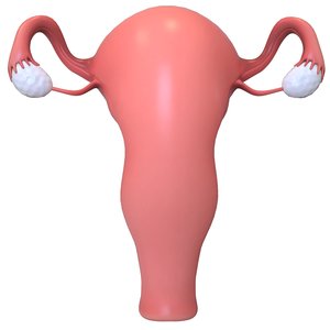 female reproductive 3D