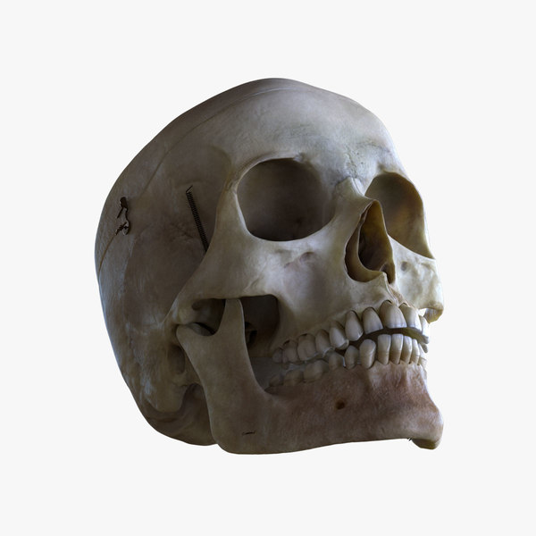 Skull 3D Models for Download | TurboSquid