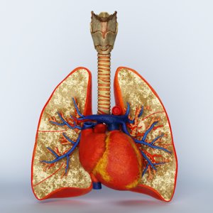 lungs heart model