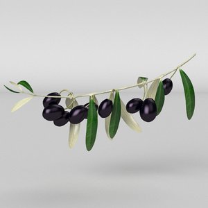 olive branch model
