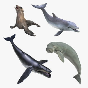 marine mammals rigged 3 3D model