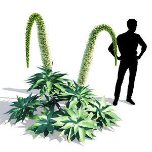agave attenuata 3D model