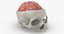 3D human skull cranial 02 model