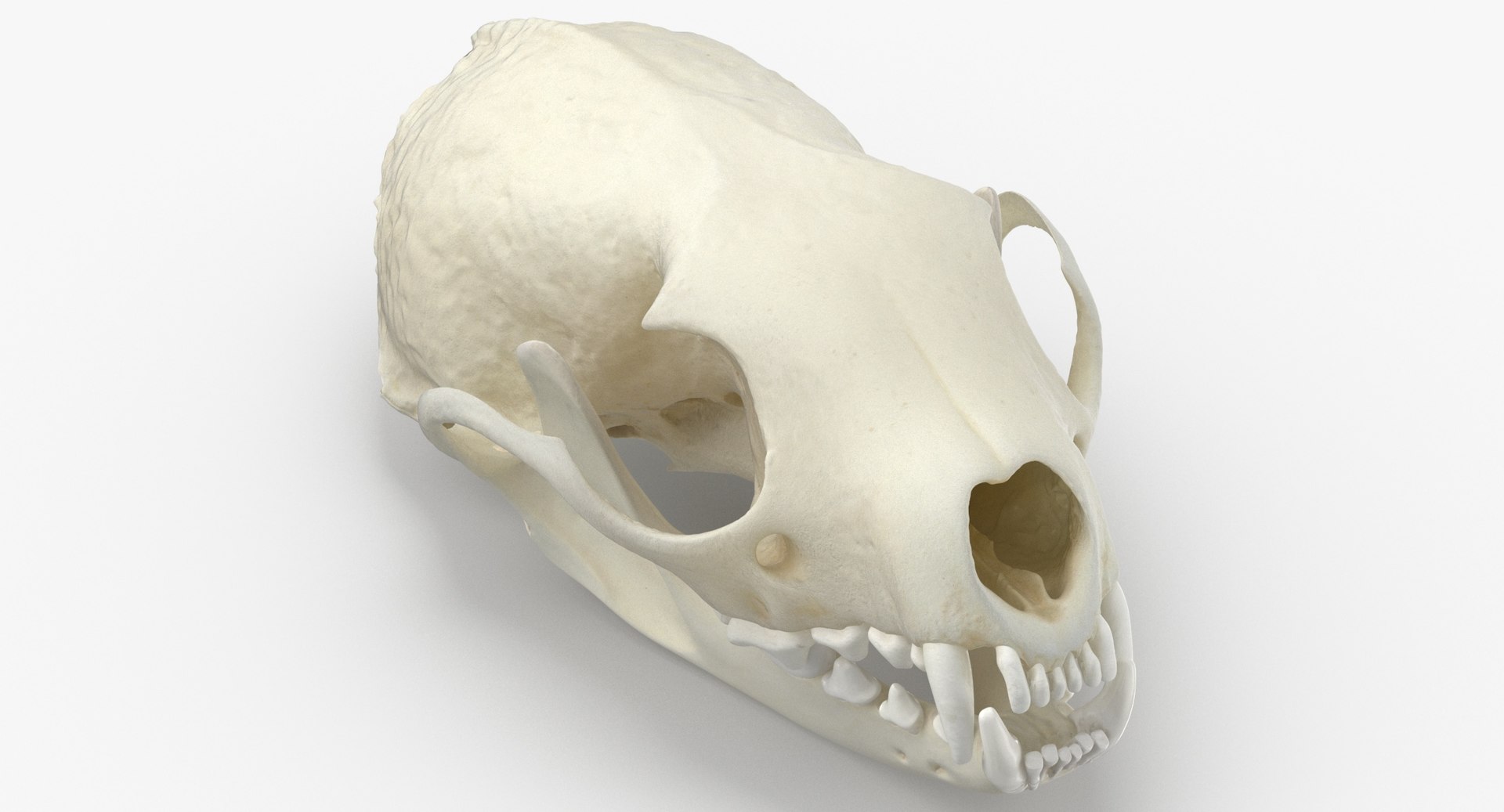 White breasted marten skull model - TurboSquid 1569676