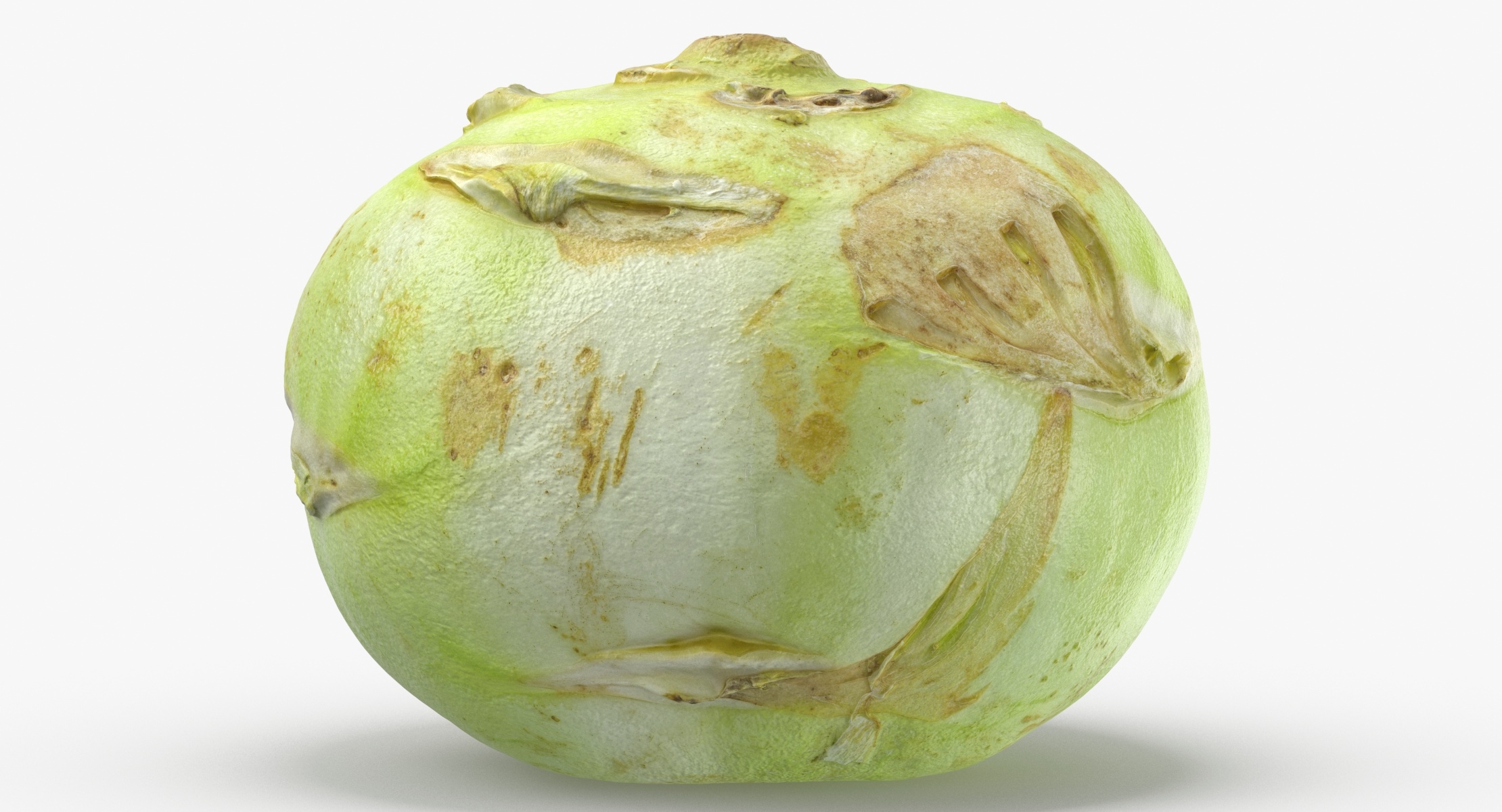 Kohlrabi Deutsche Rübe 03 3DModell TurboSquid 1569665